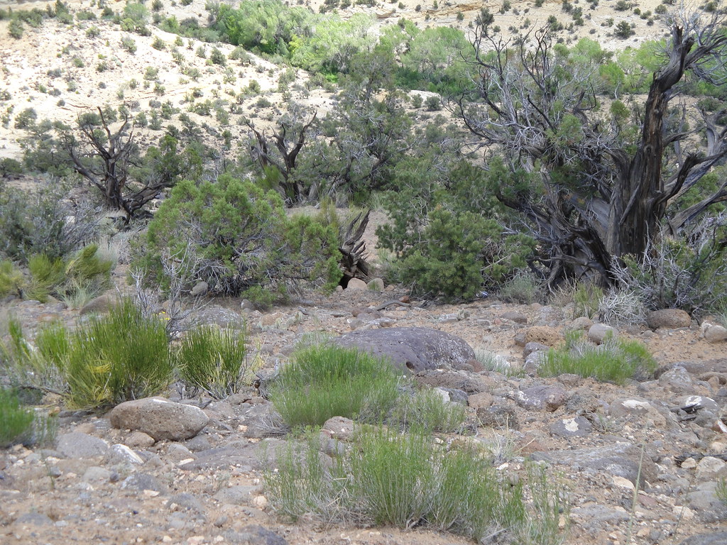 Escalante to Torrey Utah 6/16 keithalbert_99 Flickr