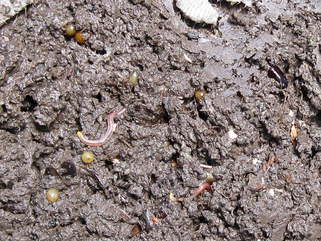 What Do Baby Worms Look Like Captions Cute Viral