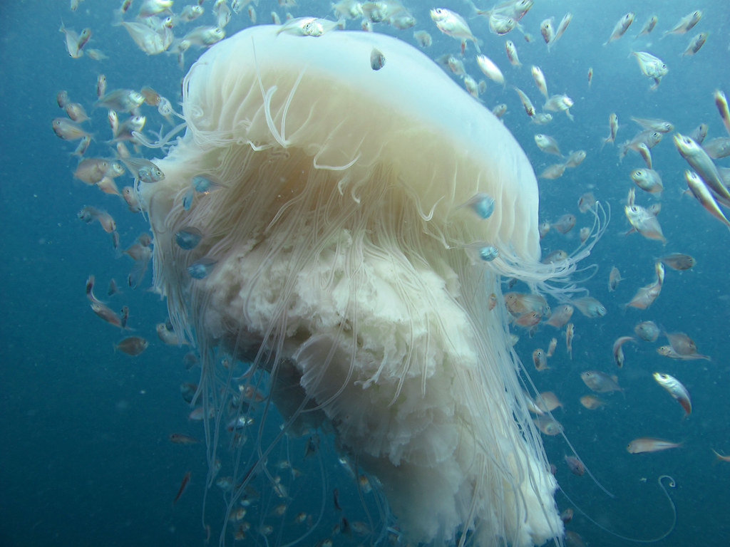 Cauliflower Jellyfish TanksALot Dive Charters Flickr