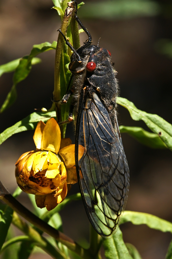 Red Eye Cicada (Psaltoda moerens) Rocky Hall, NSW, Austral… Flickr