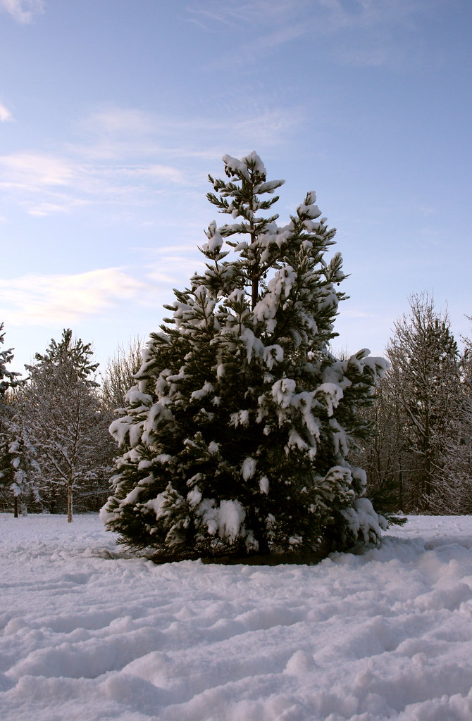 next year's Christmas tree..?? Kents Hill, Milton Keynes… Flickr