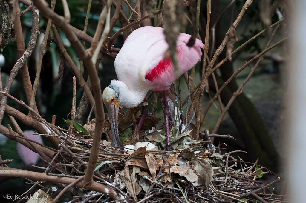 Mother Spoonbill tending to eggs Ed Rosack Flickr