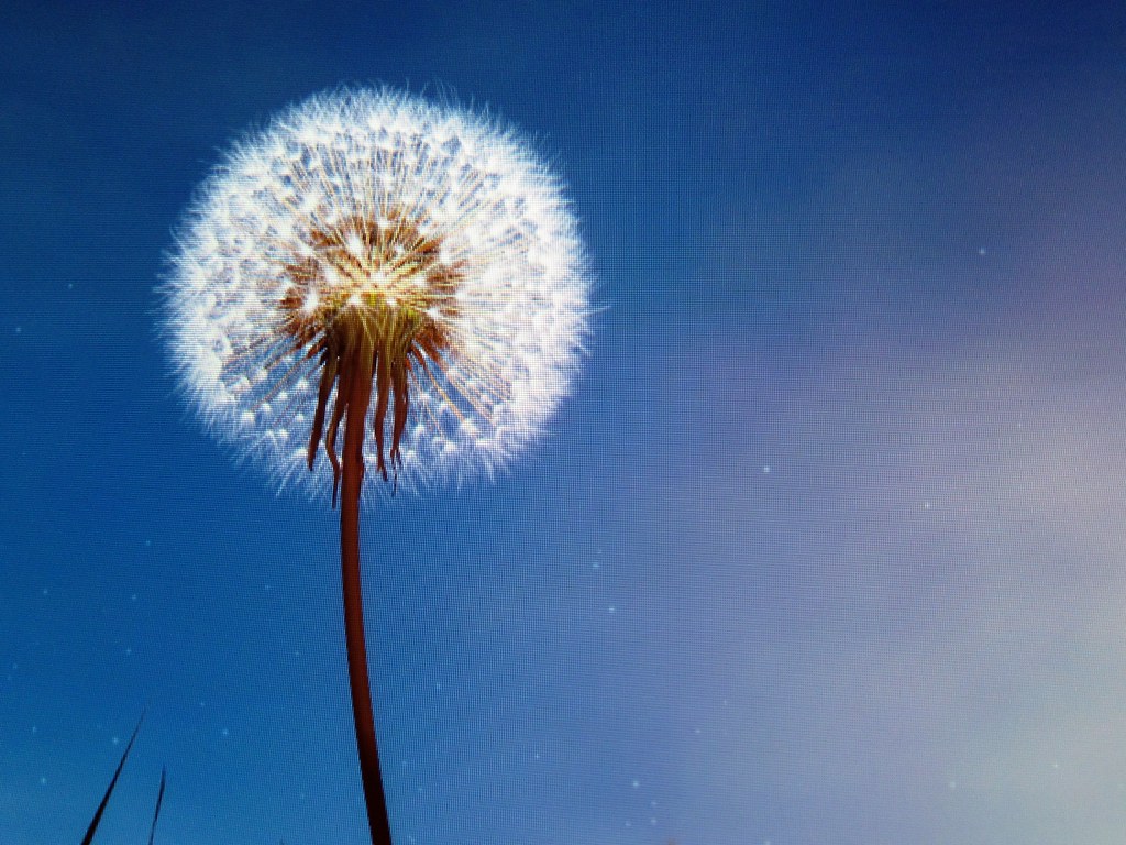 Dandelion by YOKE Paul Lloyd Flickr