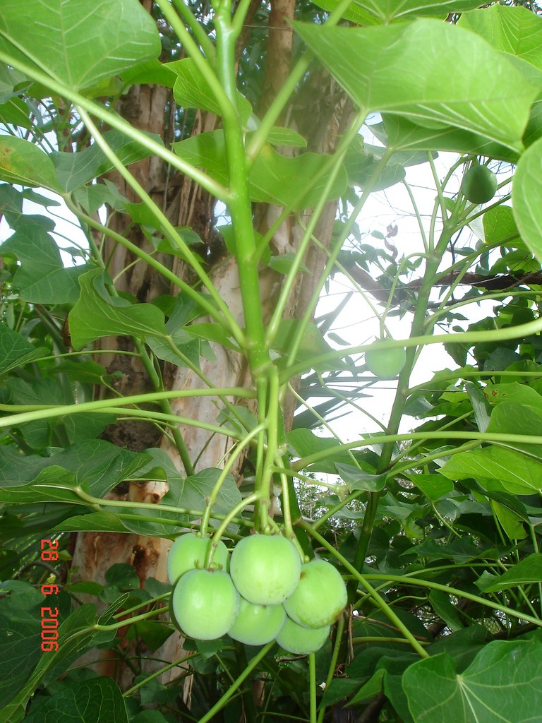 Jatropha curcas (ល្ហុងខ្វង) Scientific name Jatropha curc… Flickr