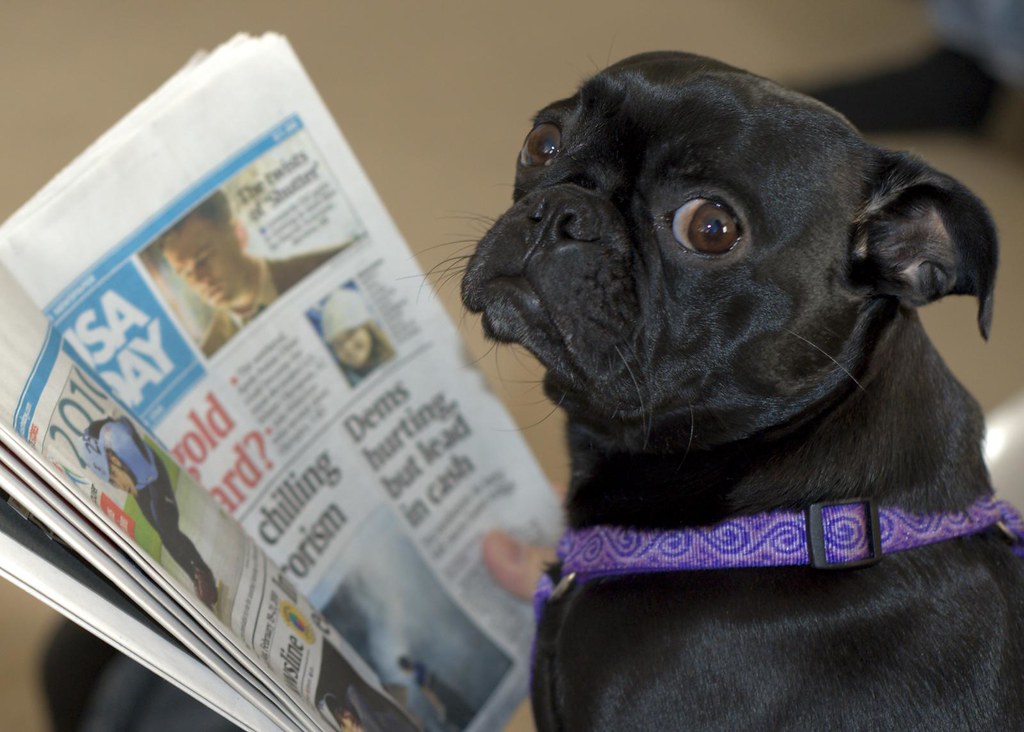 Dog Reads Newspaper? Molly the Dog attempting to read the … steve eng Flickr