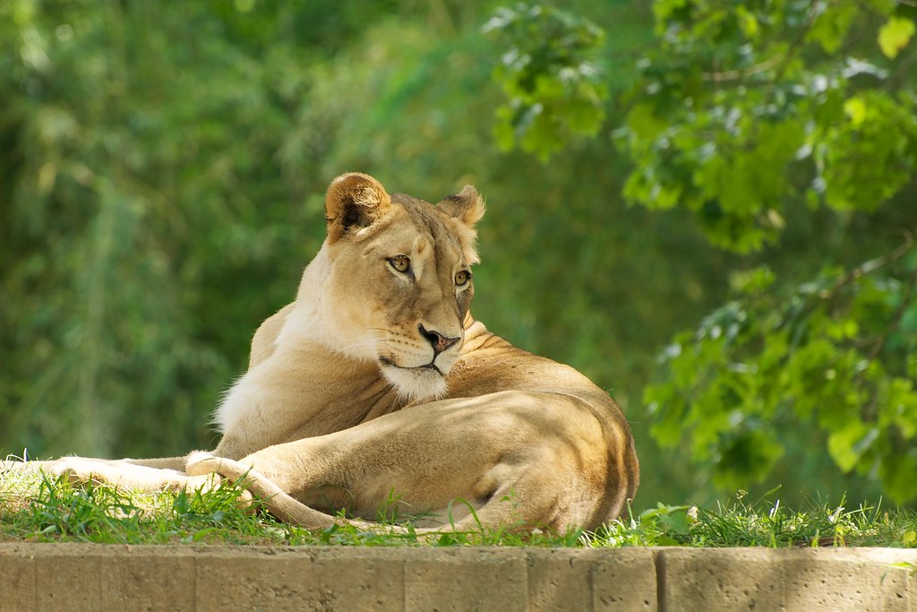 JWB_20100516_053 Shera, African lion at the National zoo. John