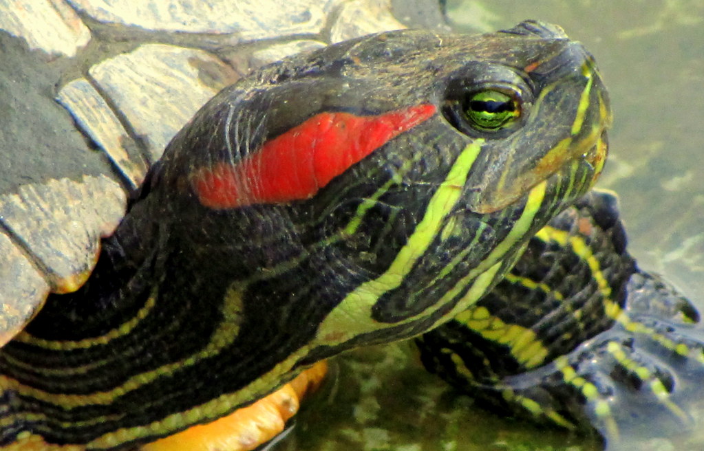 tortue de Floride Cette tortue, connue sous le nom de