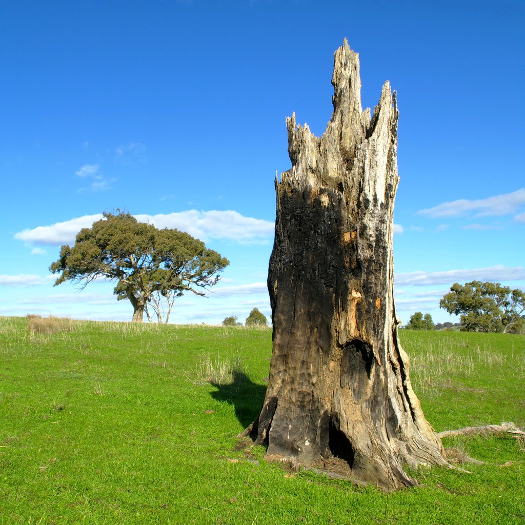 Relic Wistow Wistow/Bugle Ranges, South Australia. Like … Flickr