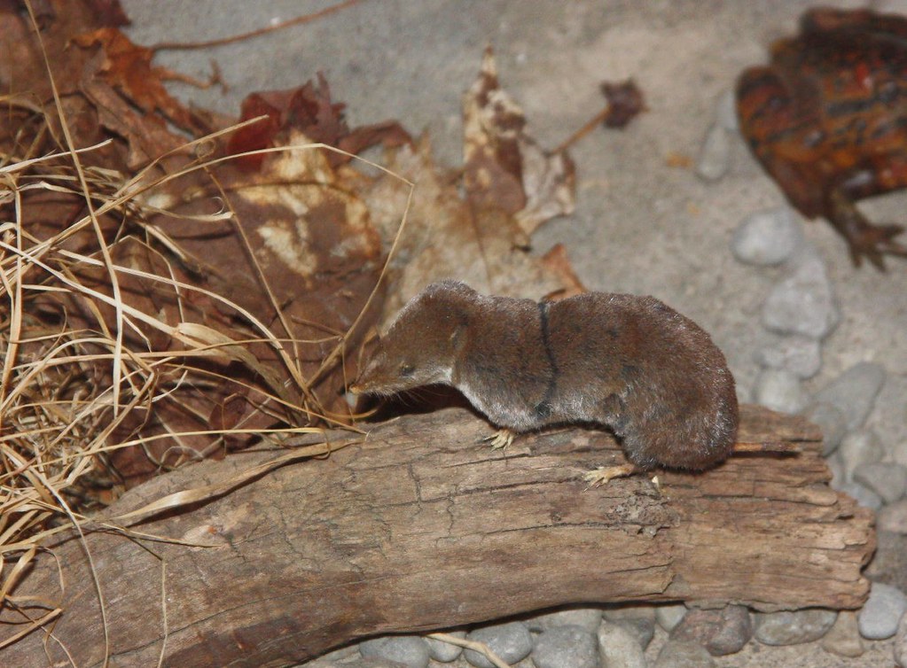 Northern ShortTailed Shrew a photo on Flickriver