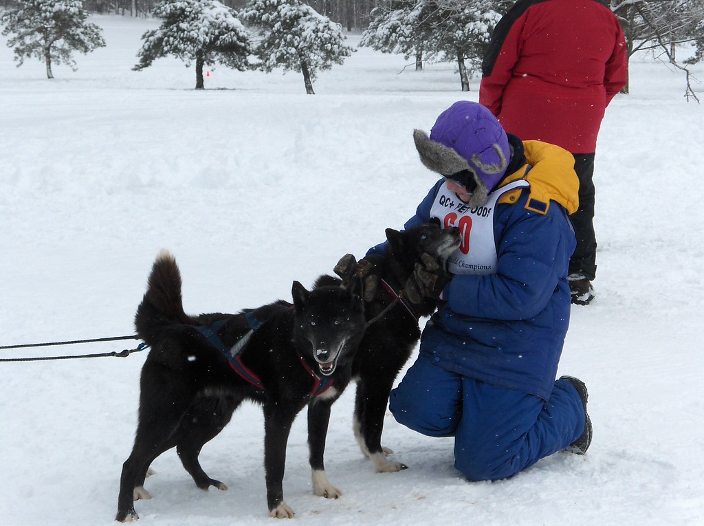 Sled.dogs.wmn1.10.10 Sled dogs in Ohio. Julie R. Flickr