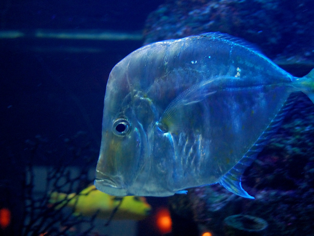 the fish at Torches Newburgh, NY January 17, 2010 Matt Logan Flickr