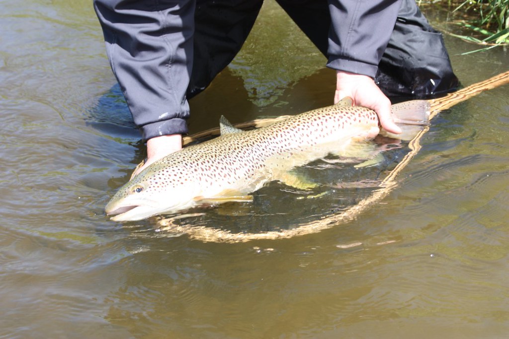 jefferson_river_fly_fishing Visit Northern Rockies Outfitt… Flickr