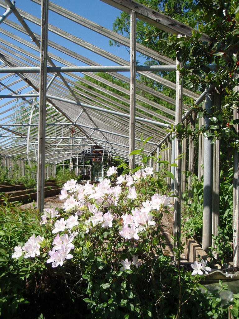 blooming abandoned greenhouse At the Knoxville Botanical G… Flickr