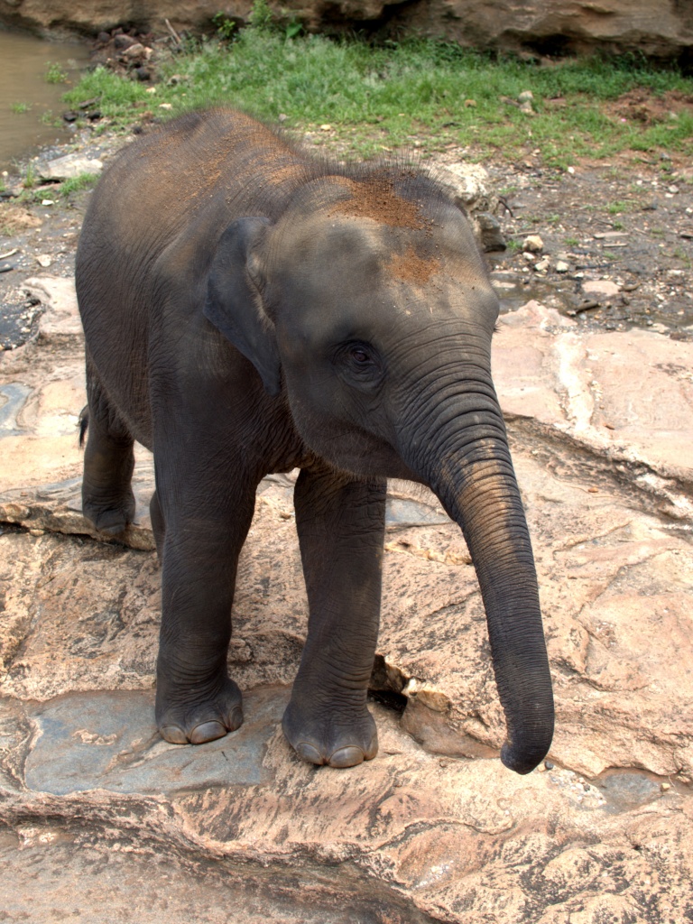 kleiner Elefant h5b9 Flickr