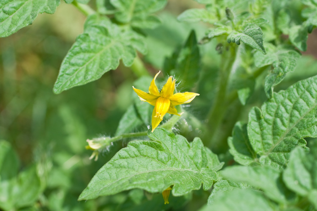 Tomato Plant Flowers Appear I'm so excited at the prospect… Flickr
