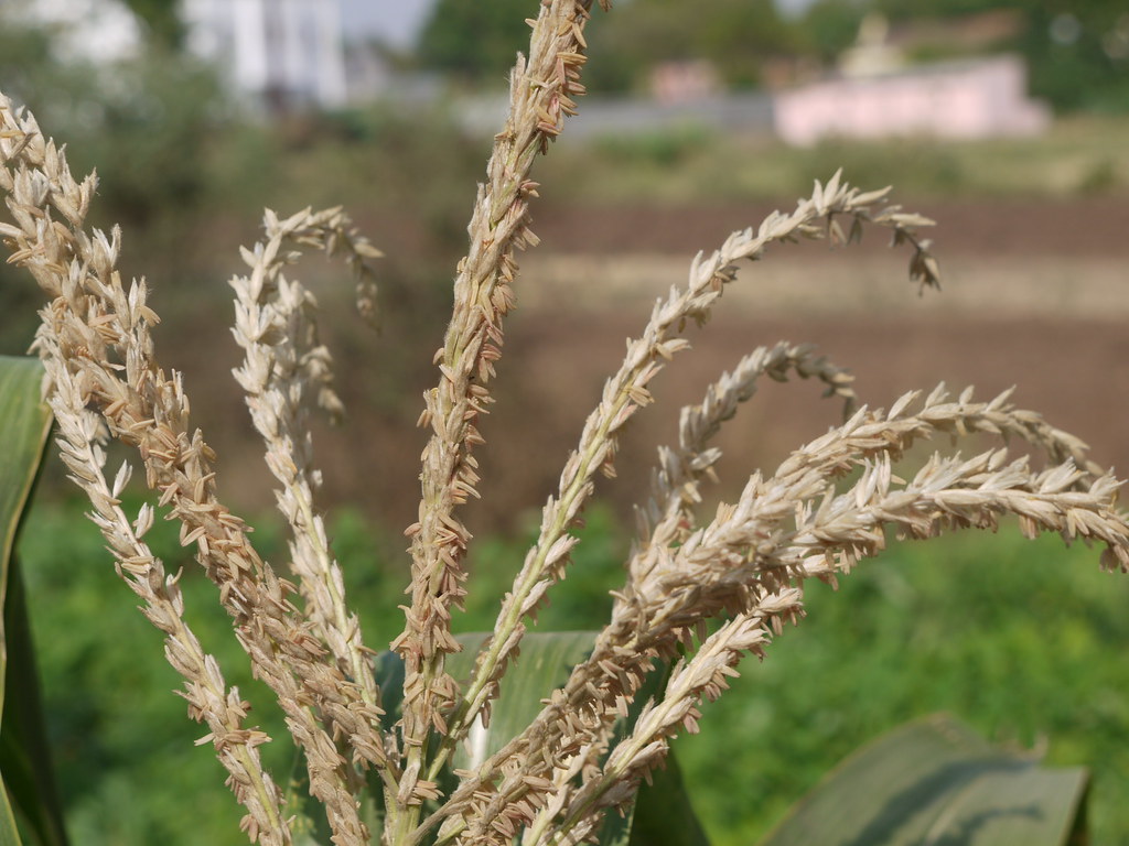 Cholam (Malayalam ചോളം) Poaceae (formerly and, also known… Flickr