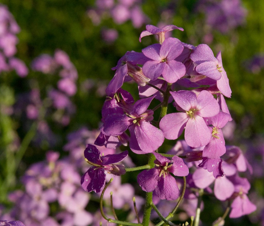 mayflowers_0670 Roadside Flowers in Lenox Dale, MA JEFFREY LANE
