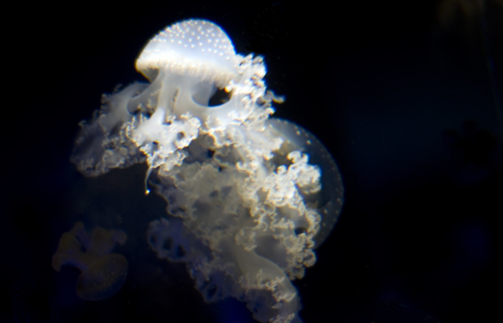 Cauliflower jellyfish Kim Flickr