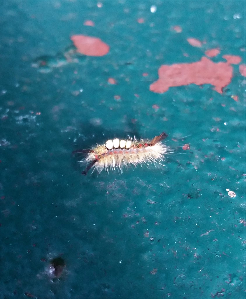 20170630_185226 Vapourer Moth Caterpillar marski101 Flickr