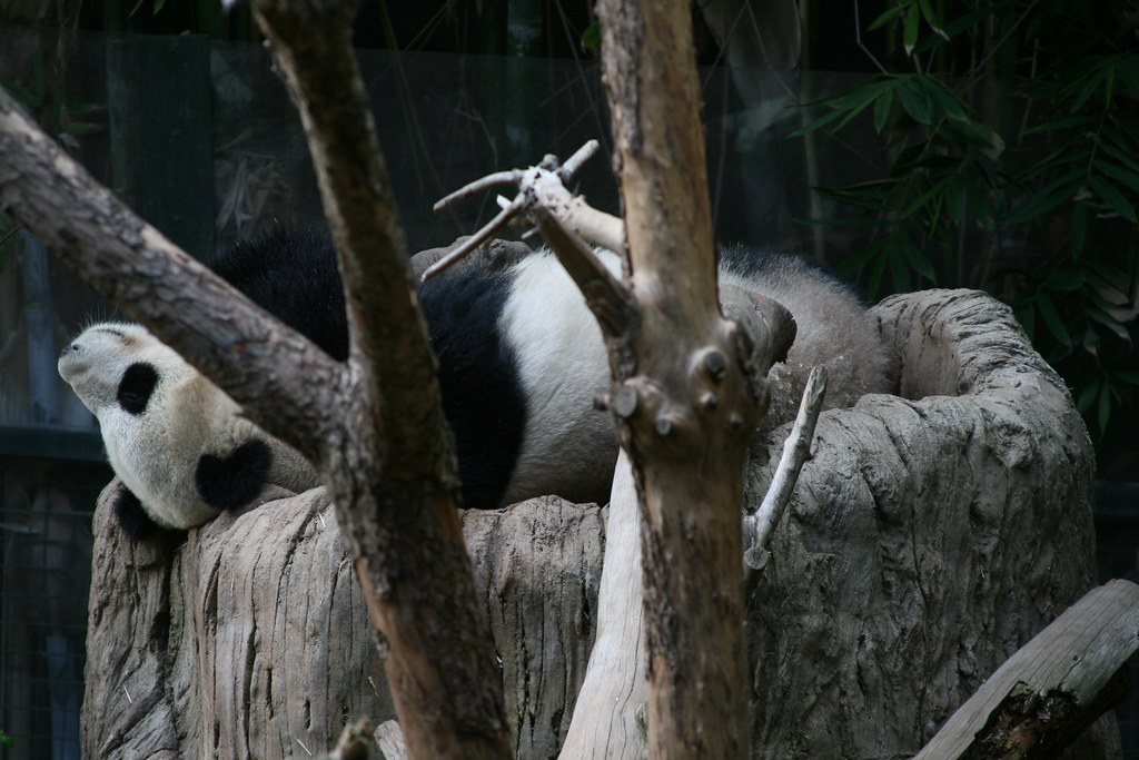 Panda Bears! Pandatime at San Diego Zoo Chris Cardinal Flickr