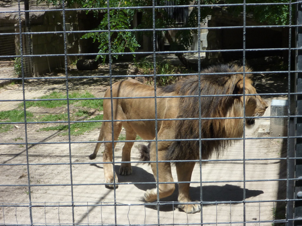 Lion Michael Lawton Flickr