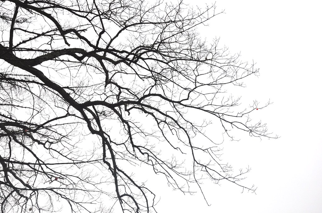 Branches Texture Free For Use In Your Art Mary Vican Flickr