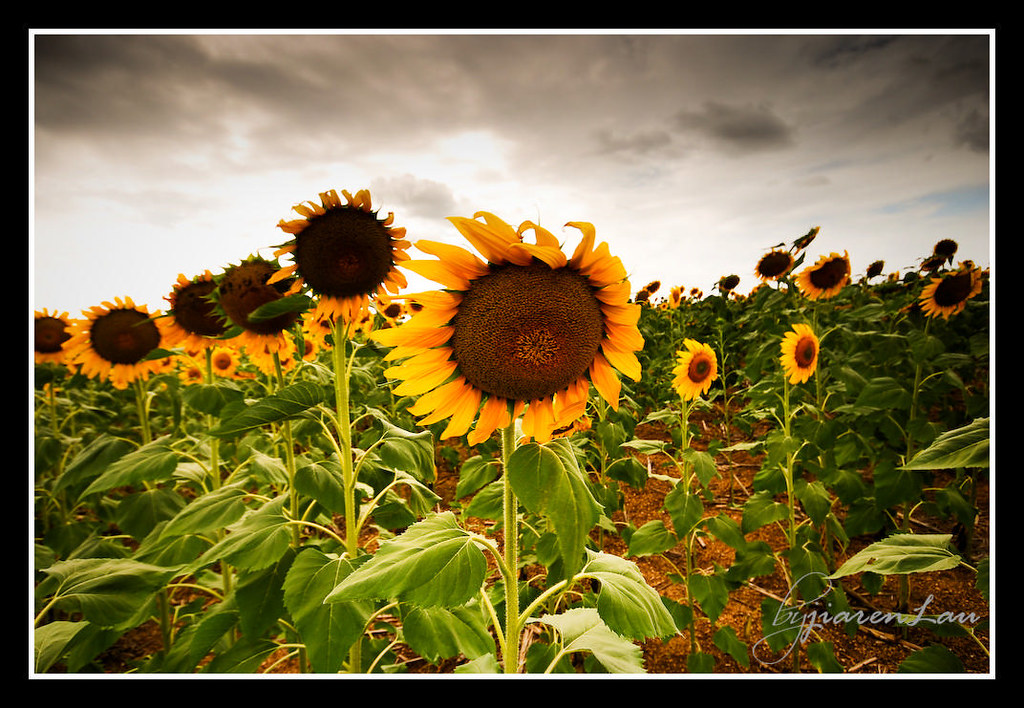 Toowoomba Sunflower Field For the full story, click HERE Flickr