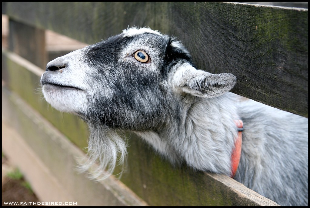 Chapel Hill Farms Perry Hall, Maryland shantel mitchell Flickr