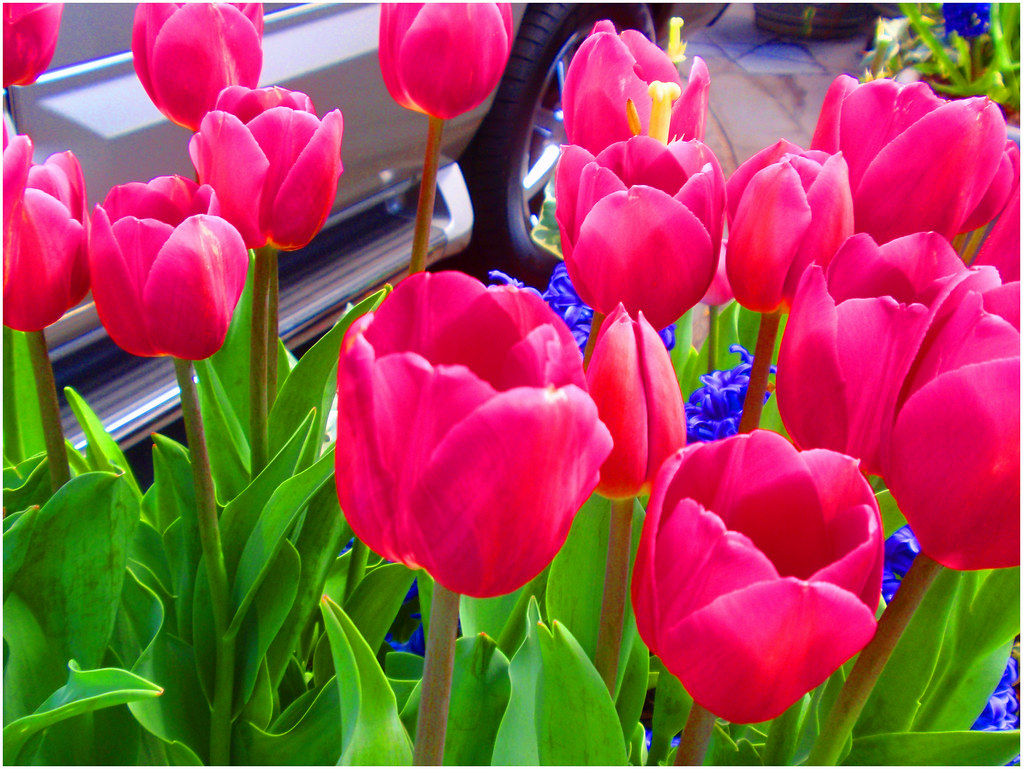Tulips in the City Tulips in a street planter in New York … Flickr