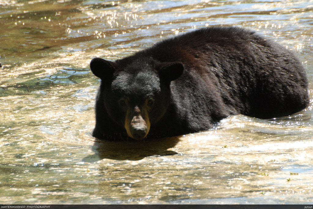Maymont Park Bears April 2010 536 Kevin Kelley Flickr