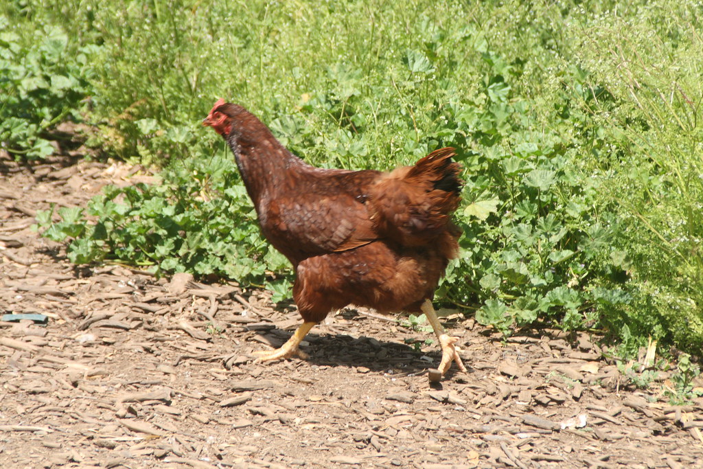 Chicken Run A day at Hidden Villa in Los Altos Hills, CA. Eric