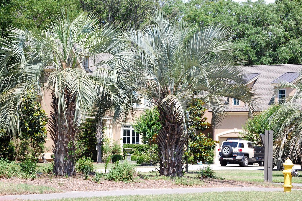 Port Royal Plantation on Hilton Head Island South Carolina… BAR Photography Flickr