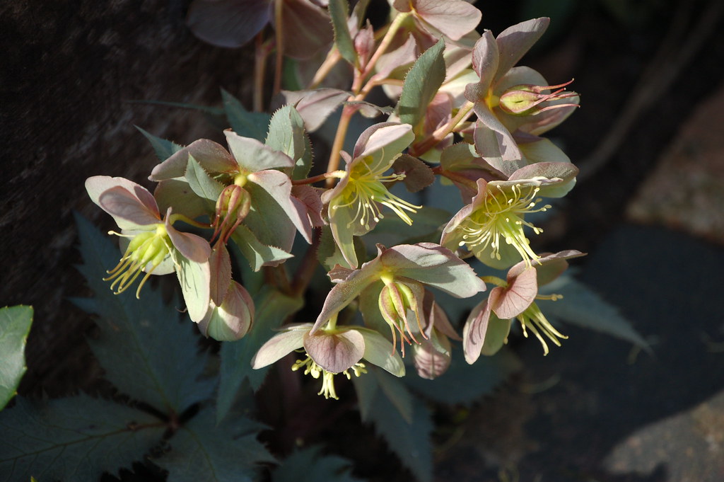 hellebore Beeston, Bedfordshire Flickr
