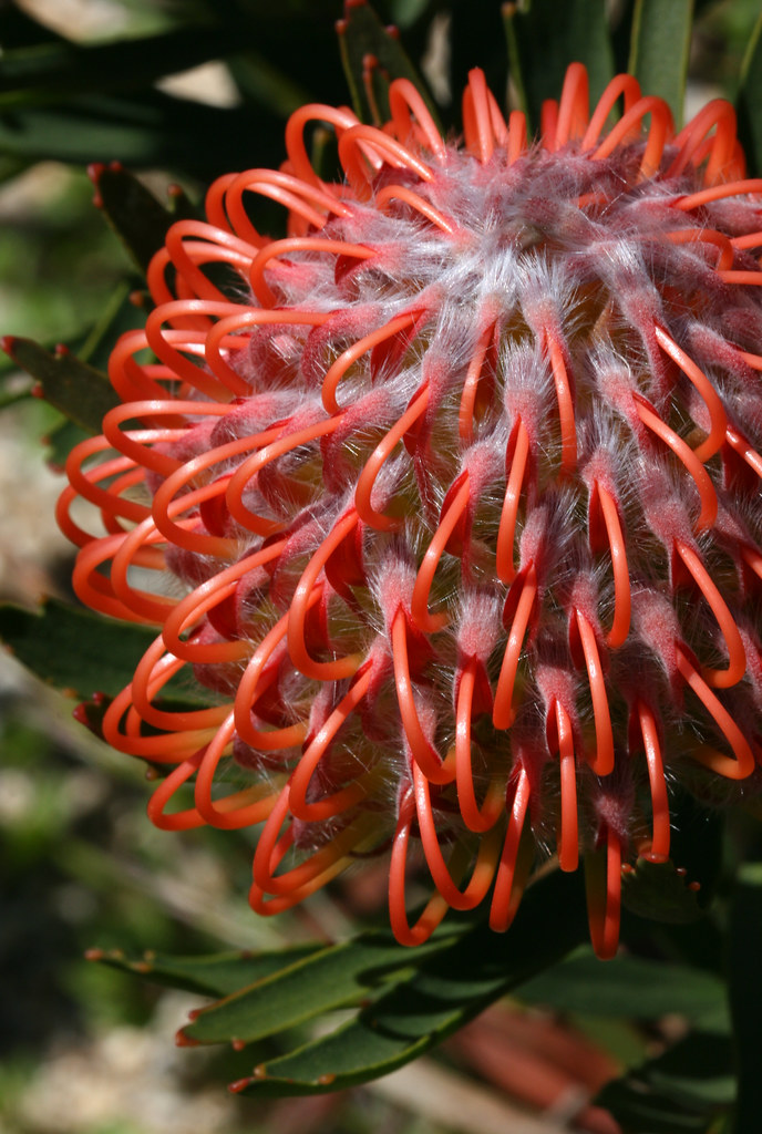 Pincushion Protea Photographed at the UCSC Arboretum in Sa… Flickr