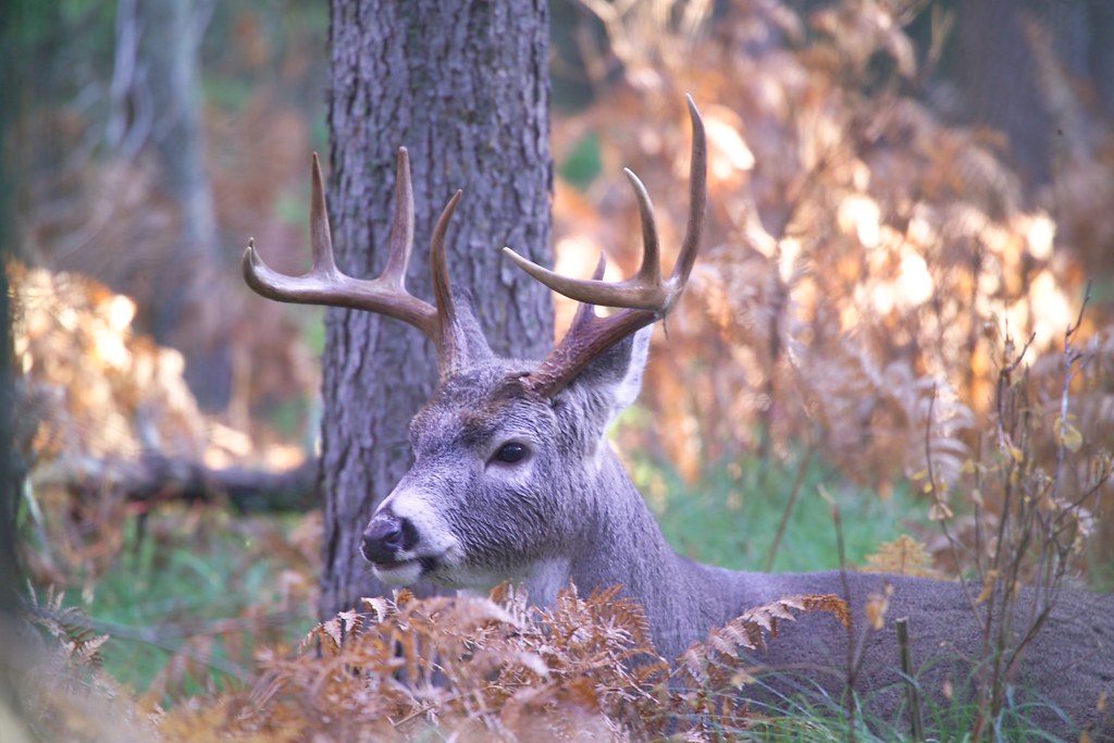 Whitetail Buck Whitetail Buck. Photo David Restivo, NPS. GlacierNPS Flickr