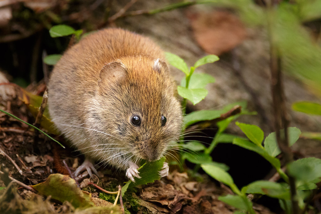 Vole Eating Leaf It's nice to see the vole eating somethin… Flickr
