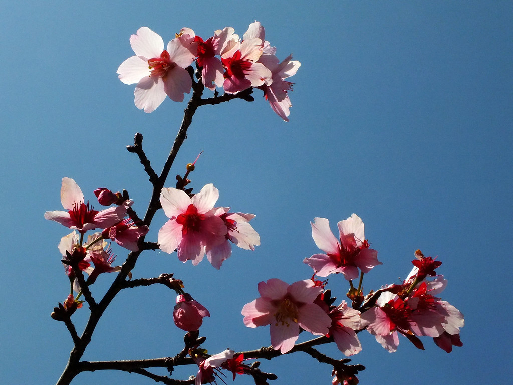 Cherry blossoms A grafted hybrid that grows in southern Ca… Flickr