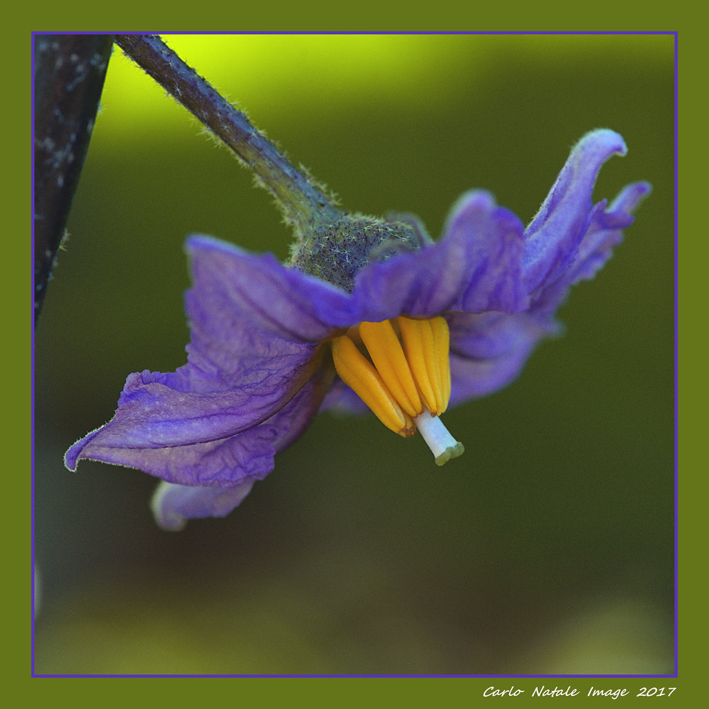 Eggplant blossom Also the vegetable garden provides beauti… Flickr