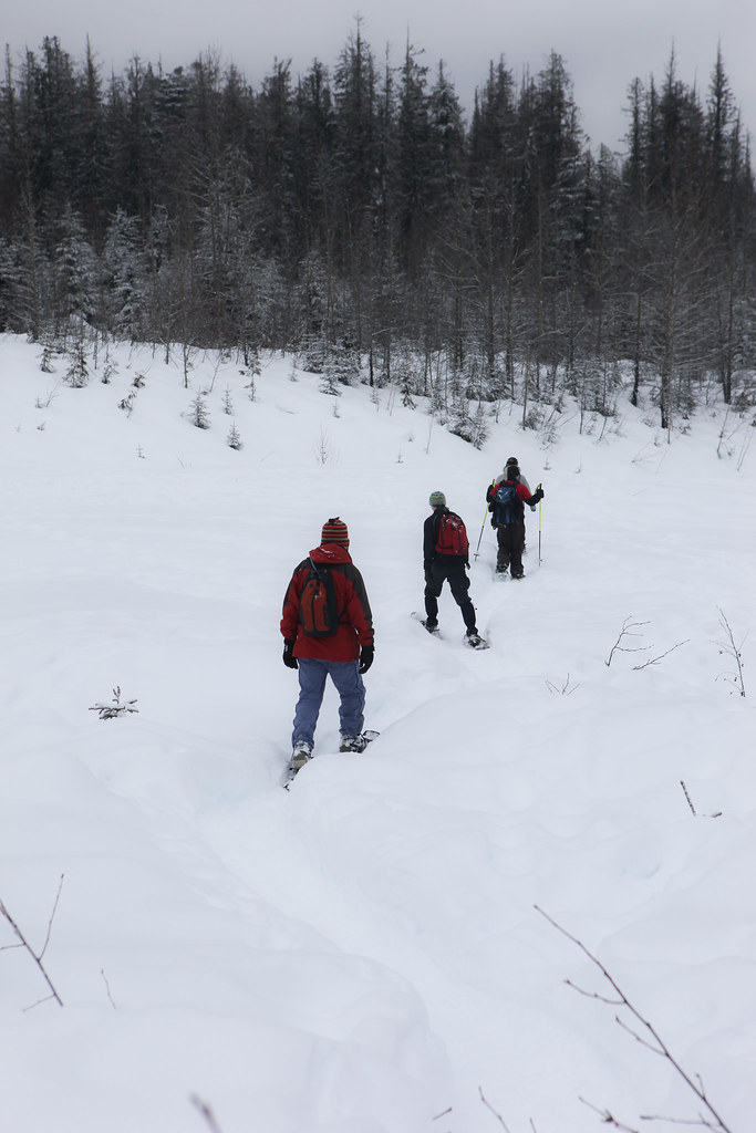Snowshoe Adventure in the Ancient Rainforest Prince Geor… Flickr