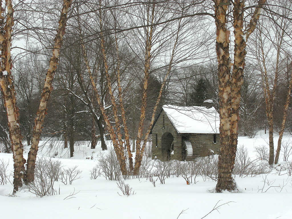 Pump House and Betula nigra 'Heritage' Morris Arboretum en… Flickr