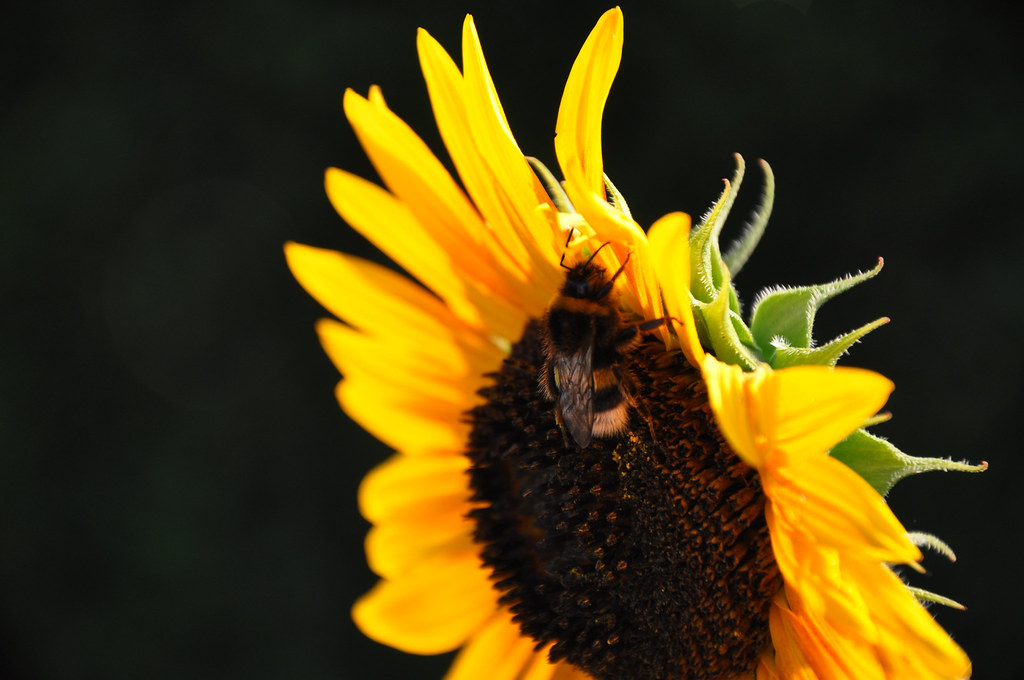 Sunflower Kiss Johnny Ainsworth Flickr