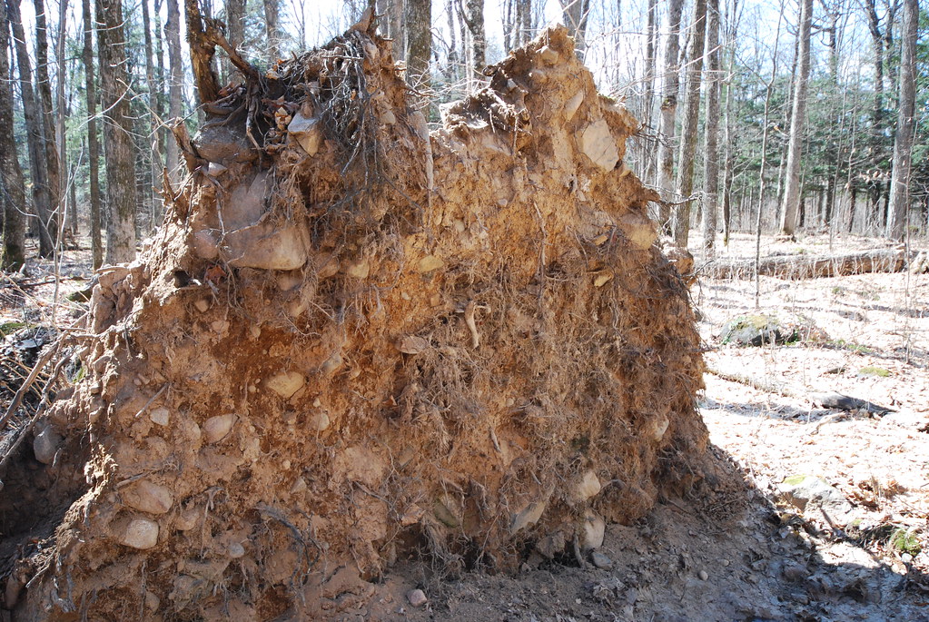 Timberrrrr! Argonne Experimental Forest Wisconsin State N… Flickr