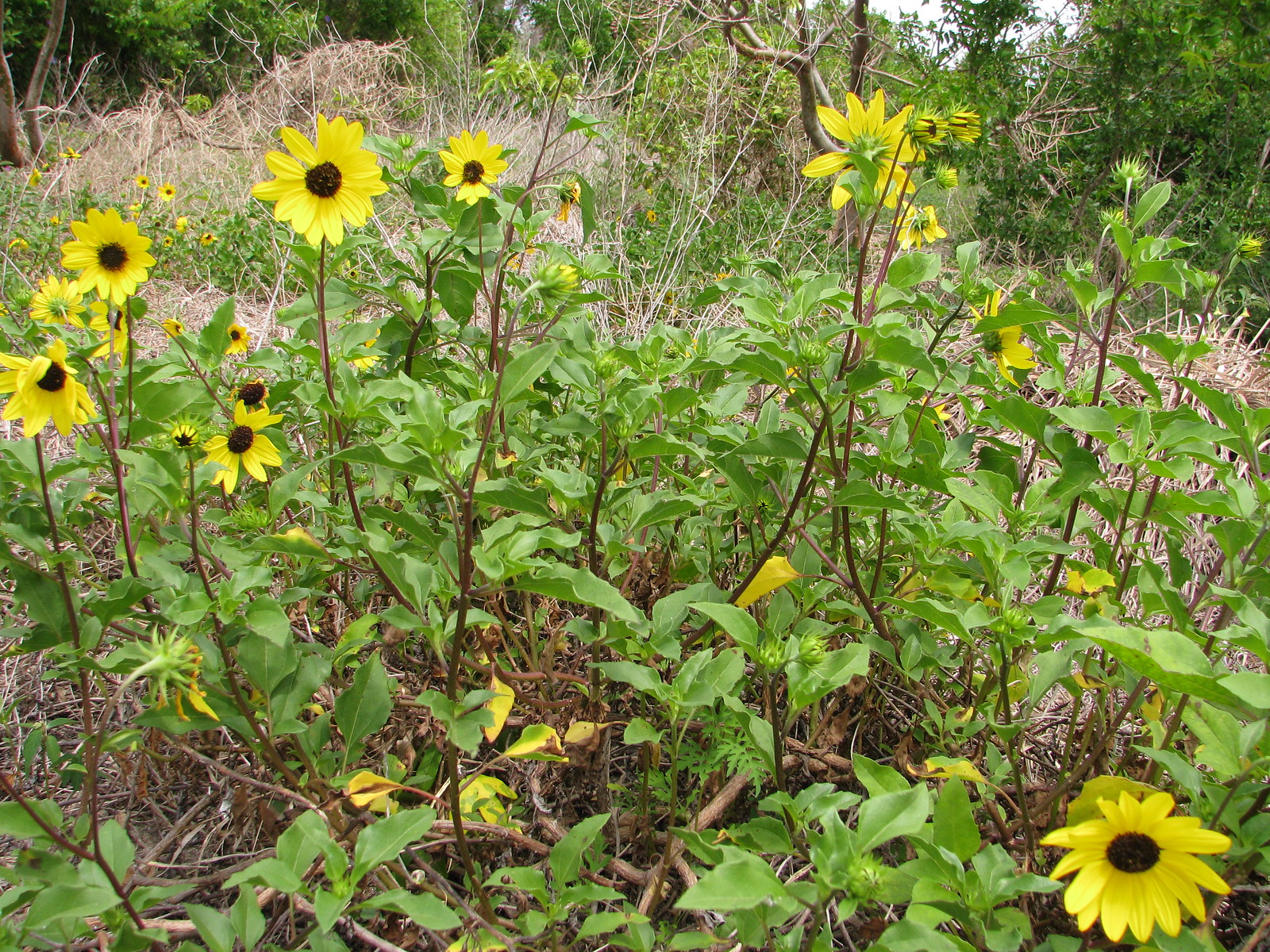 The 20 Most Beautiful Native South Florida Flowers