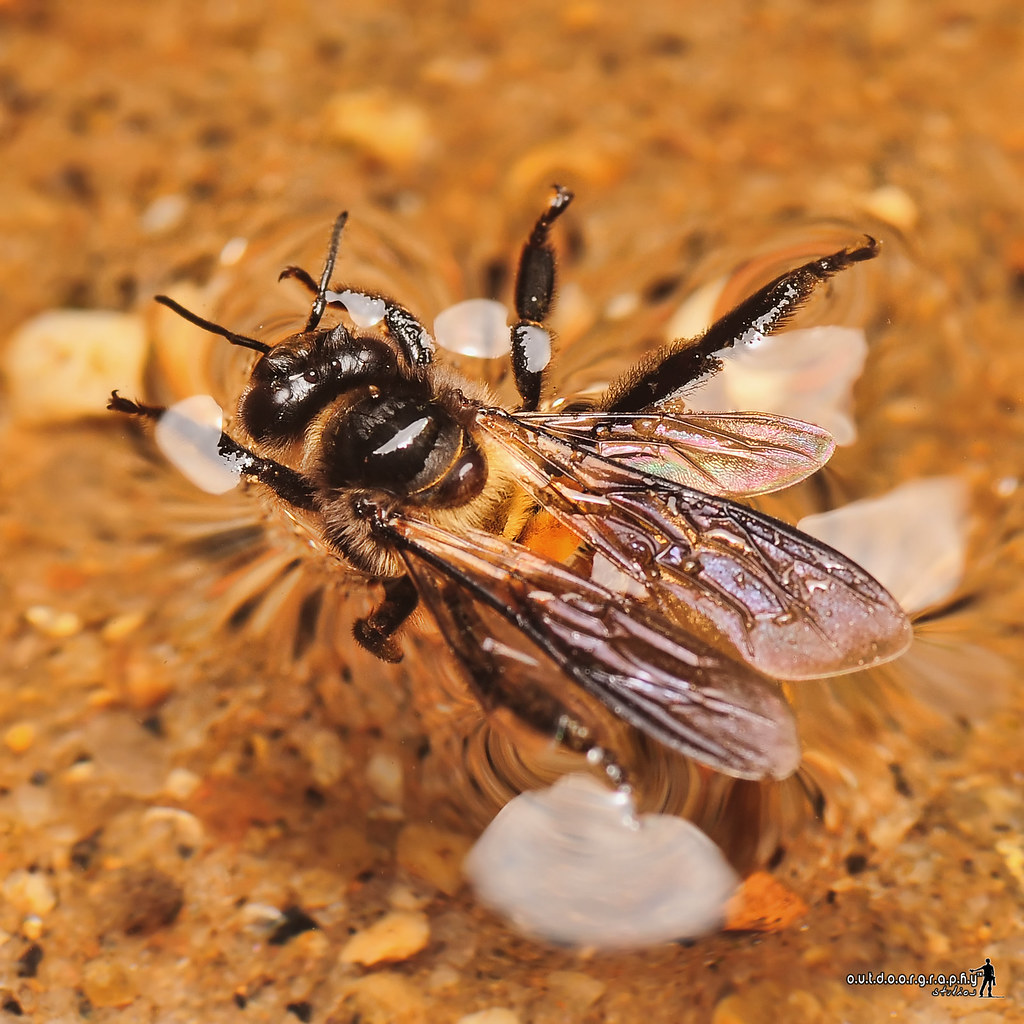 Lemas Drowning Tupah Drowning bee Macro Outing