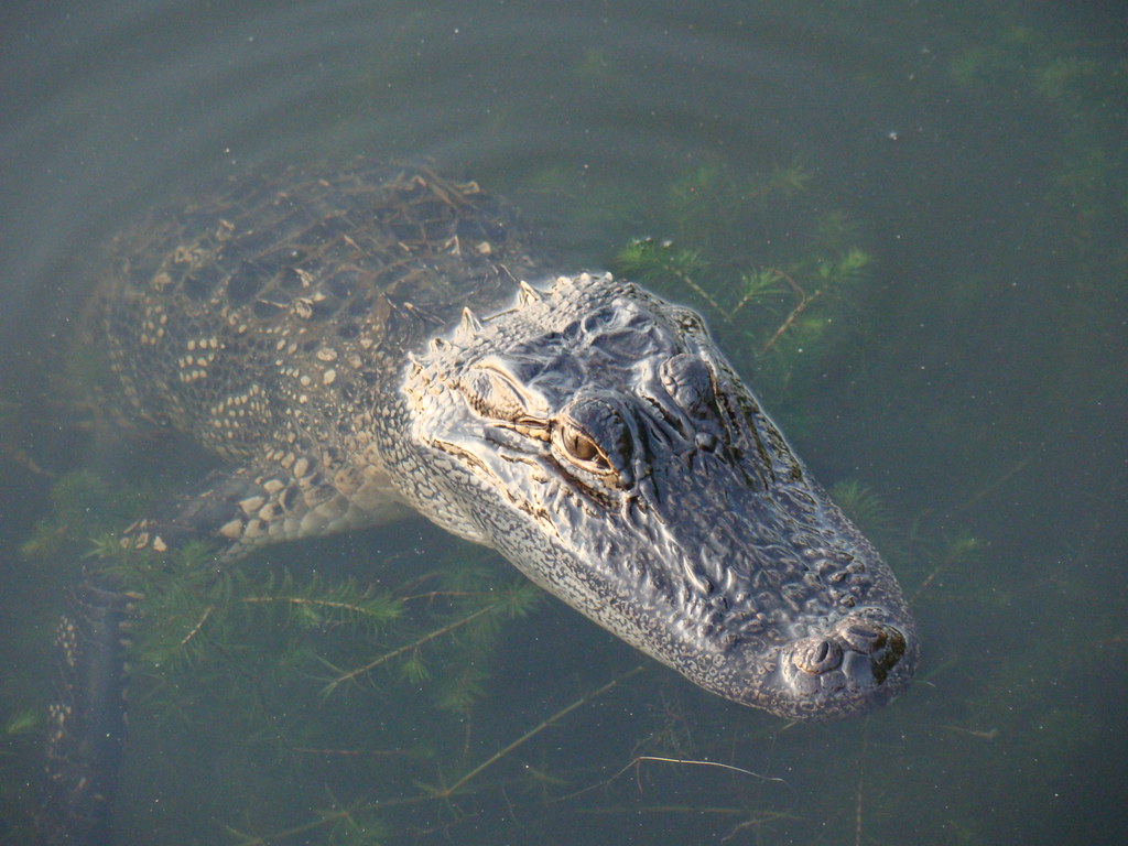 AlligatorHuntsville Nat. Park Flickr