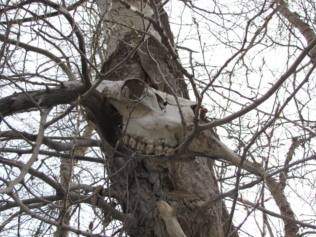 MOOSE SKULL This cow Moose skull was stuck 8 feet up in a … Flickr