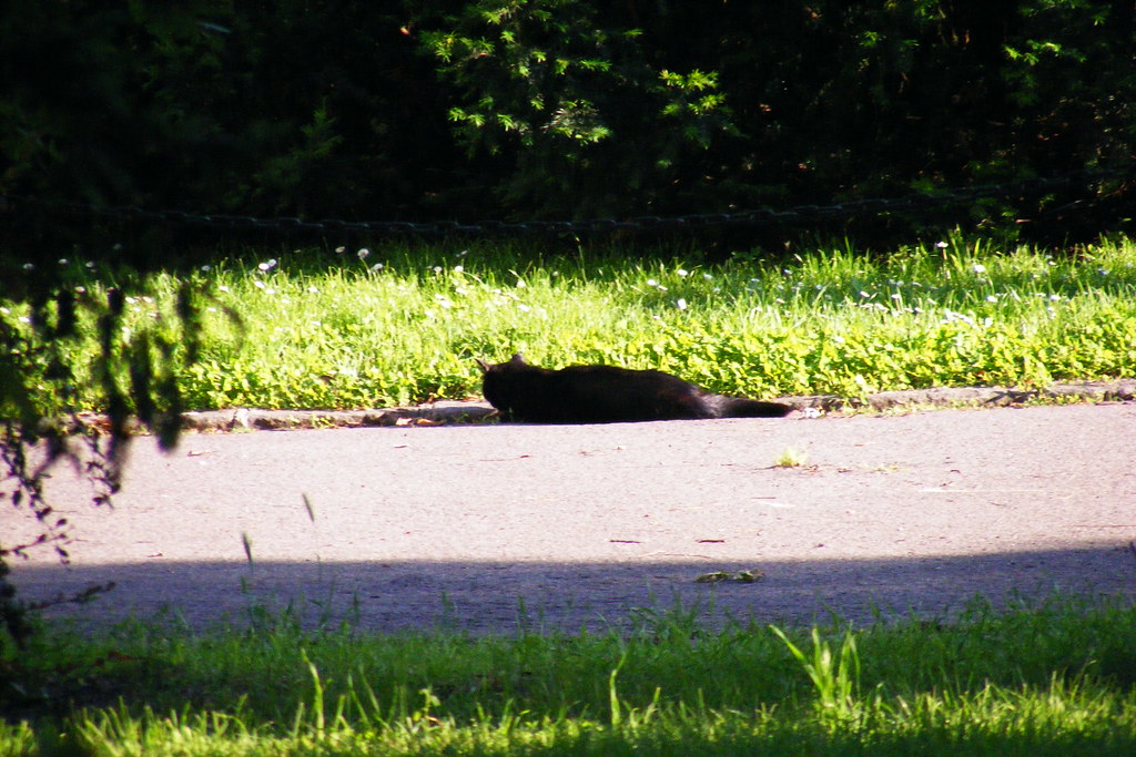 Parliament cats Parliament cats HatM Flickr