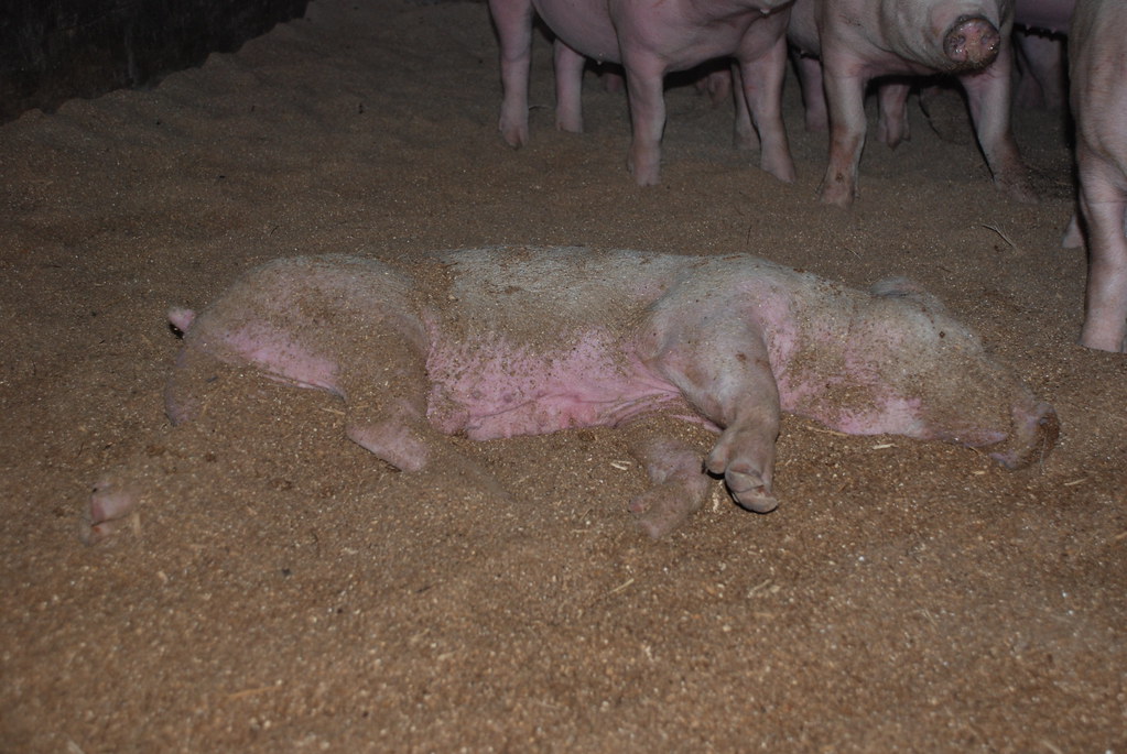 Pig Farm Sefton Dying Pig Animal Freedom Flickr