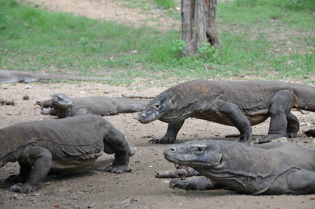 Komodo Dragon Facts For Kids, we have Lots! UR Kid's World