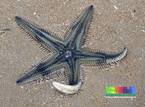 Painted sand star (Astropecten sp.) | More about this sea st… | Flickr